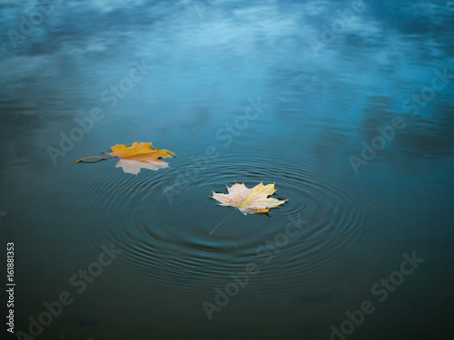  Leaves on the water