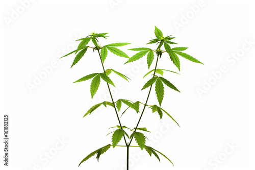 Marijuana plant. female