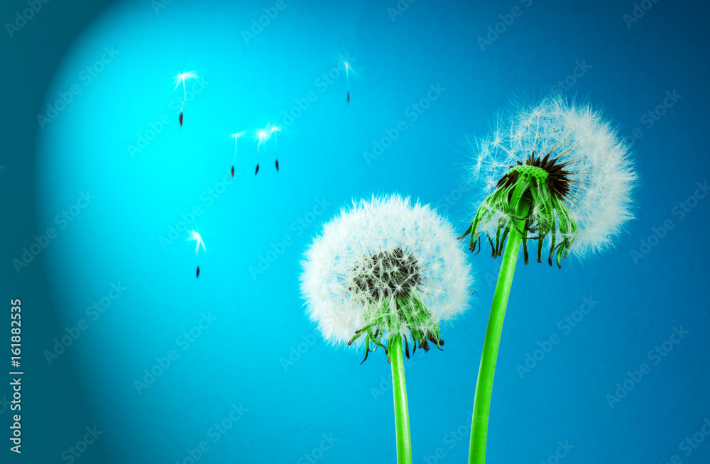 Dandelion blowing Dandelion blowing