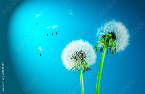 Dandelion blowing