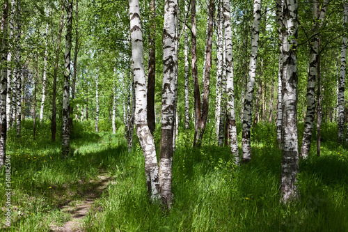Fototapeta Naklejka Na Ścianę i Meble -  Birch forest on sunny day