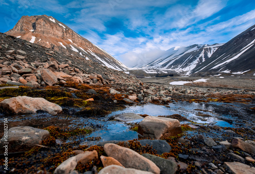 Wallpaper landscape nature of the mountains of Spitzbergen Longyearbyen Svalbard on a polar day with arctic flowers in the summer