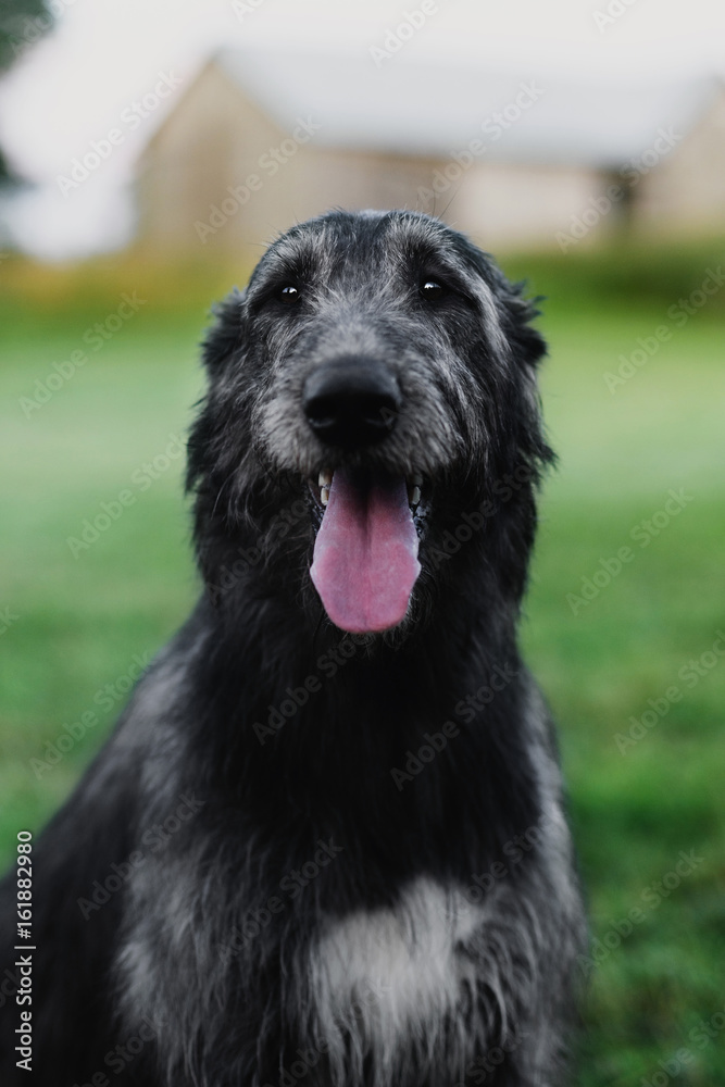 Fototapeta premium Irish Wolfhound sitting in the meadow