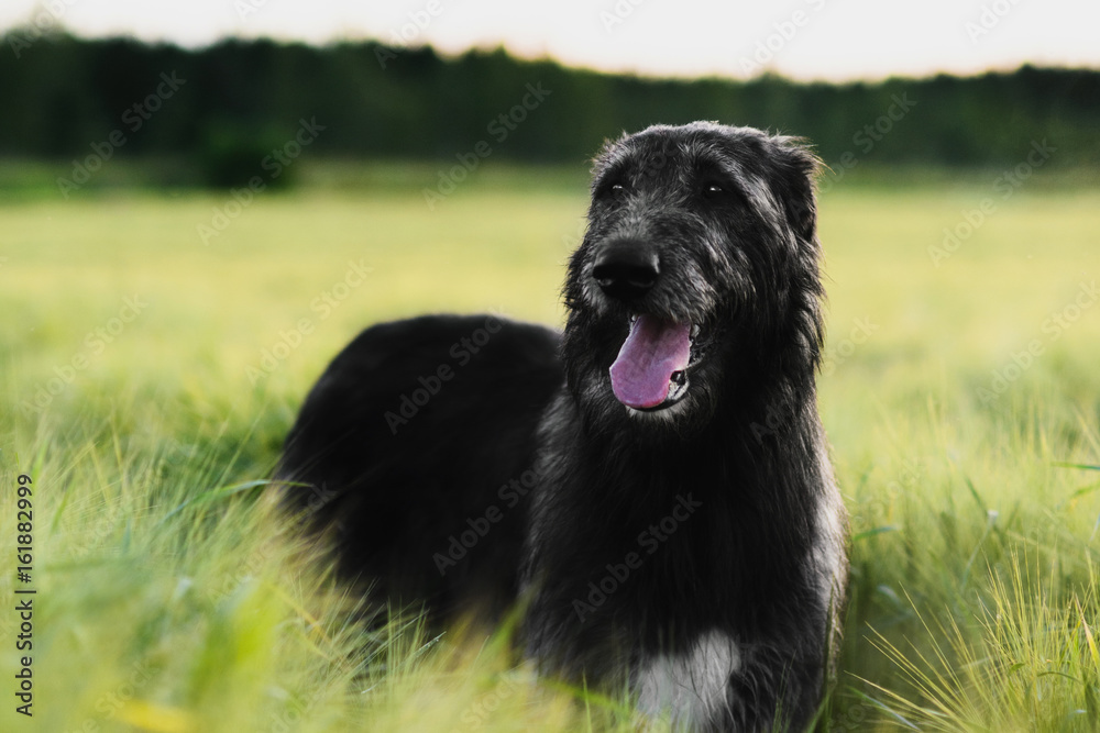Irish Wolfhound standing in wheat field at sunset Irish Wolfhound standing in wheat field at sunset