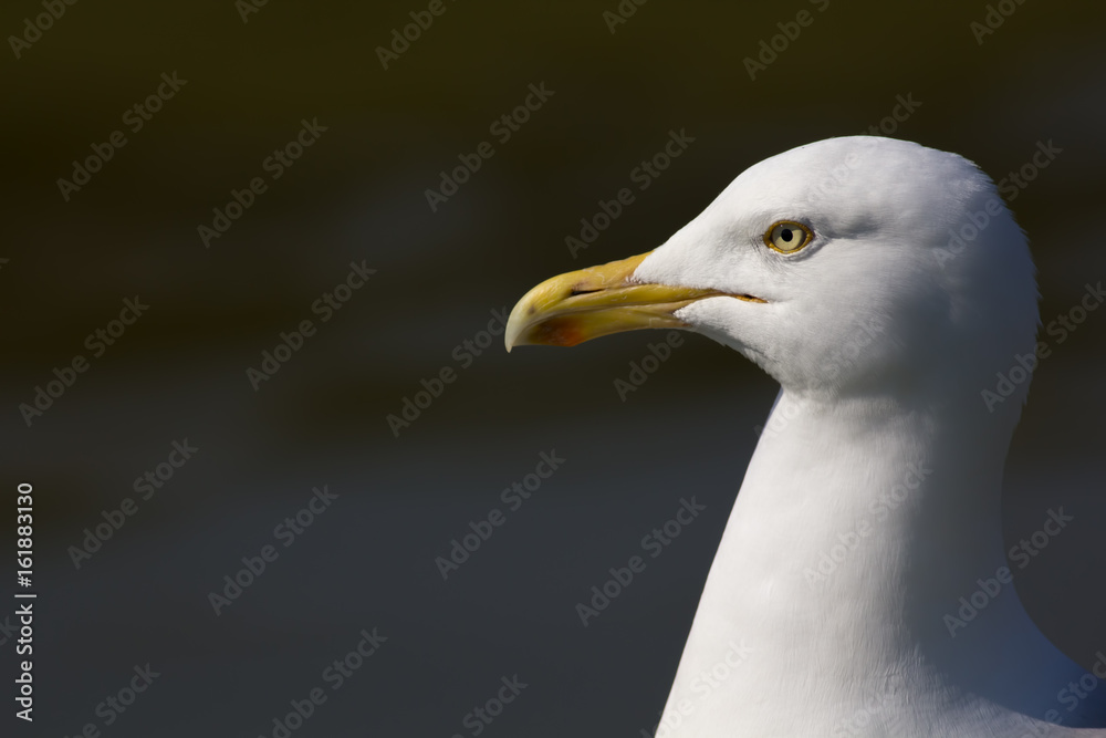 Herring gull (Larus argentatus) head in close up profile with copy space. Herring gull (Larus argentatus) head in close up profile with copy space.