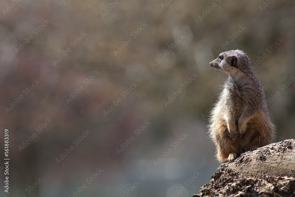 Fototapeta premium Meerkat nature image with copy space. Cute animal picture with space for text.
