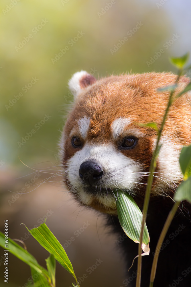 Fototapeta premium Red panda eating bamboo shoots. Cute animal image with copy space.