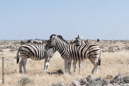 Group of zebras   Herd of zebras  young animal looking at camera  Etosha National Park.