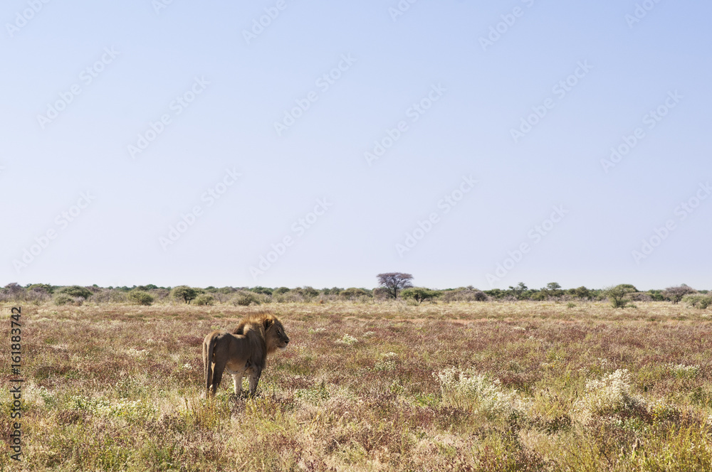 Lion / Lion walks through the savannah in Etosha National Park. Lion / Lion walks through the savannah in Etosha National Park.
