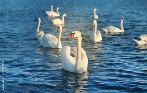 Obraz na plátně Photo of wonderful swans
