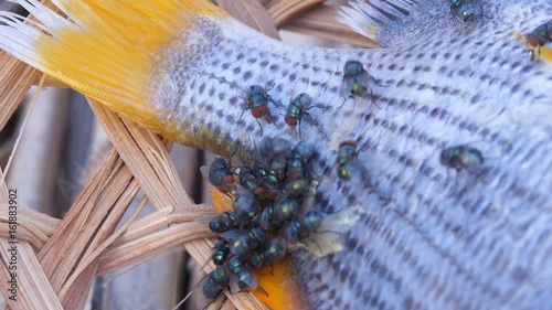 Close shot of group of orange eyed flies feeding on tail of fish photo