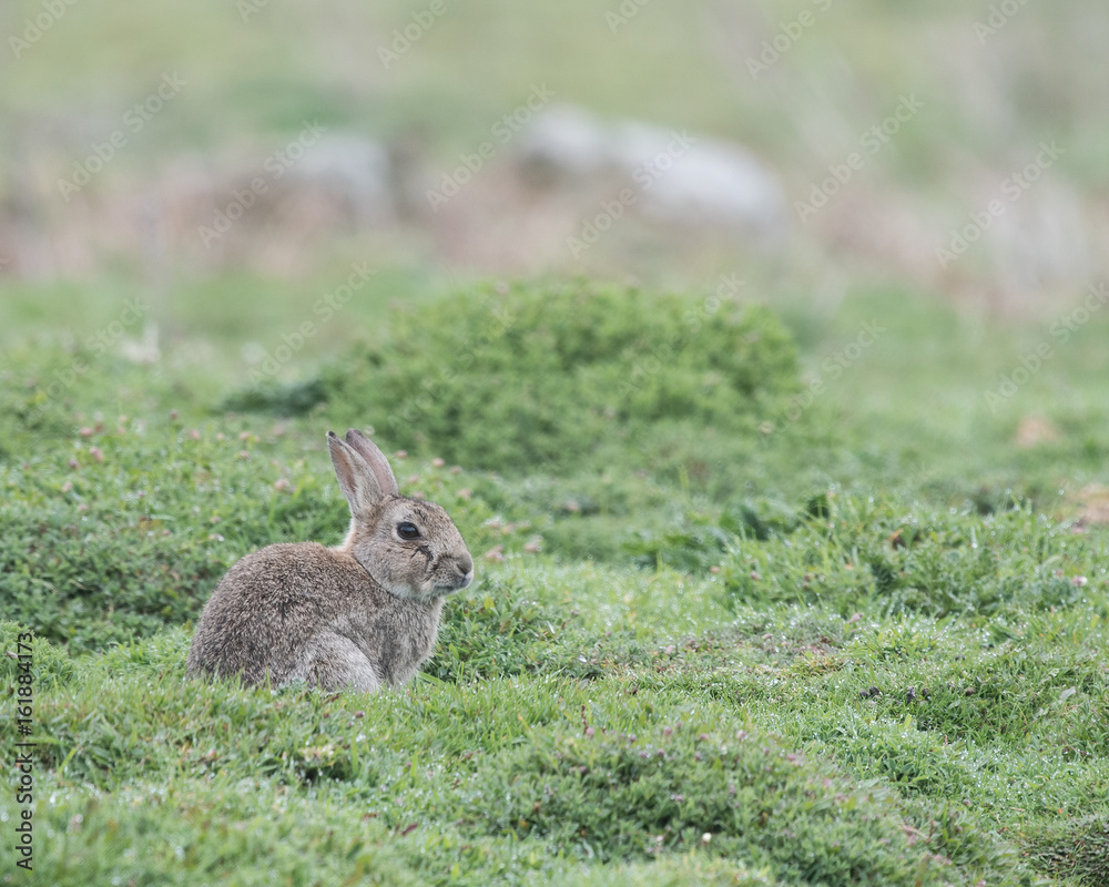 One of thousands of wild rabbits on Skomer Island, Pembrokeshire, Wales. On the dew wet green grass near her burrow One of thousands of wild rabbits on Skomer Island, Pembrokeshire, Wales. On the dew wet green grass near her burrow