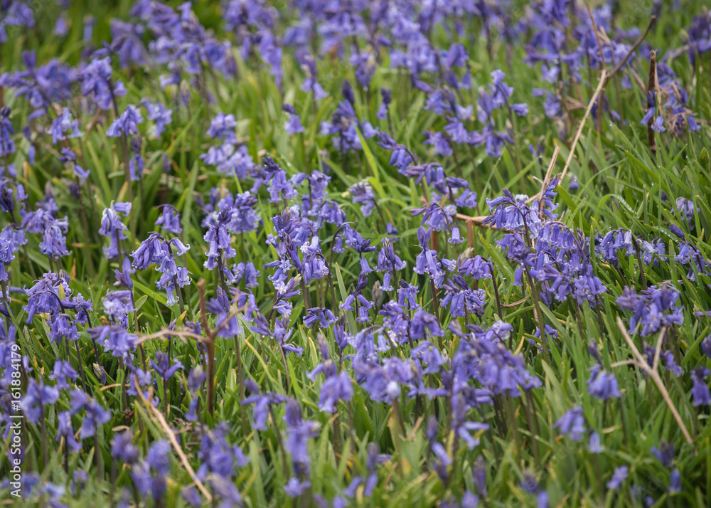 Naklejka premium Bluebells, hyacinthoides non-scripta, Skomer Island, Wales