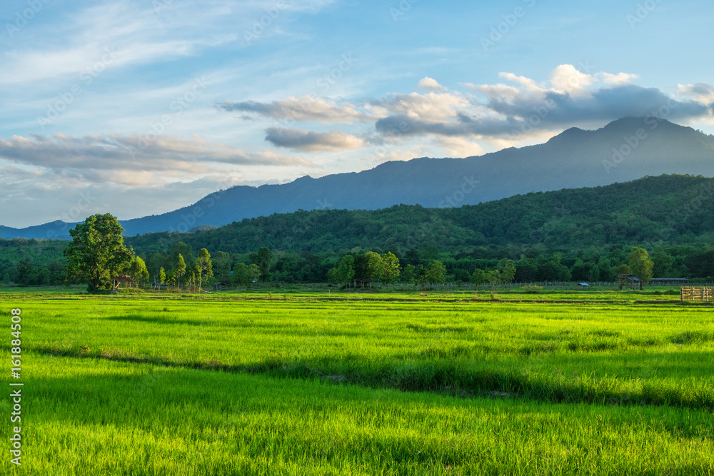Green rice field with mountains at time sunset.
