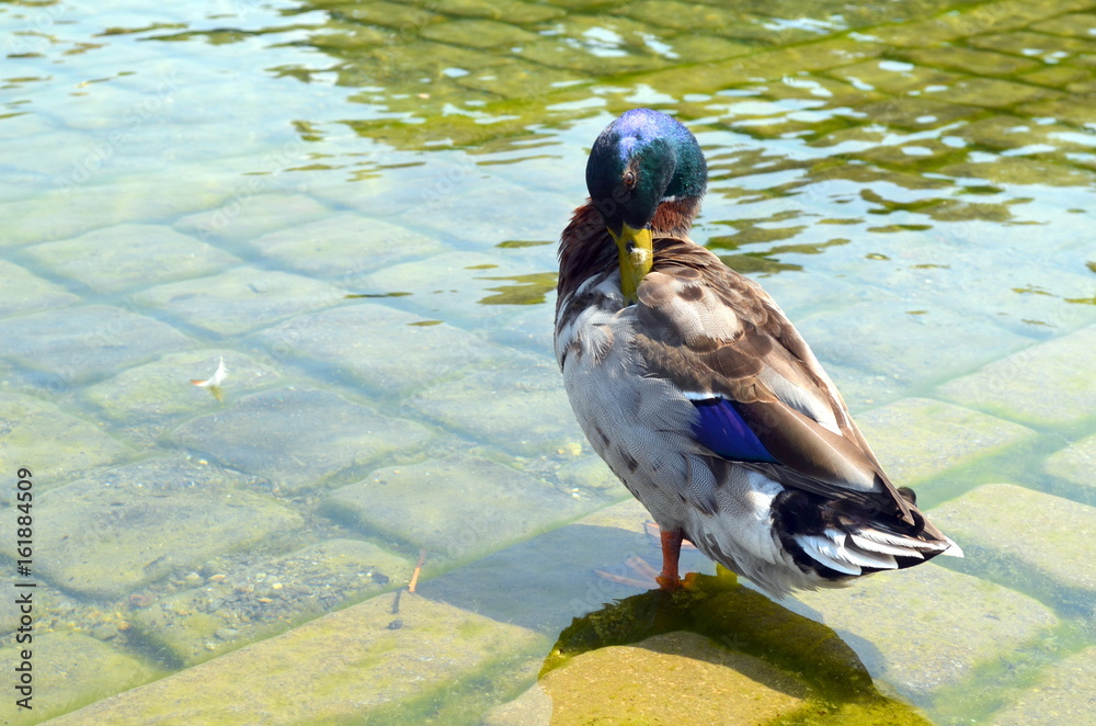 Obraz premium Erpel am Seeufer