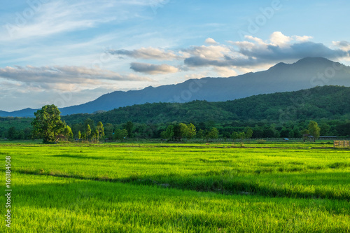 Green rice field with mountains at time sunset.