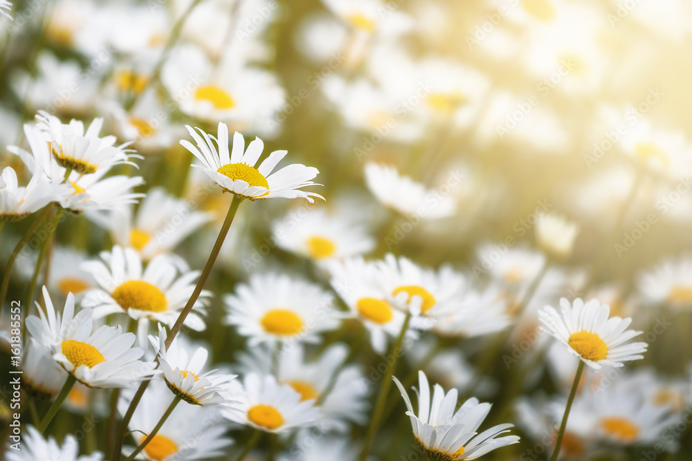 Meadow of daisies