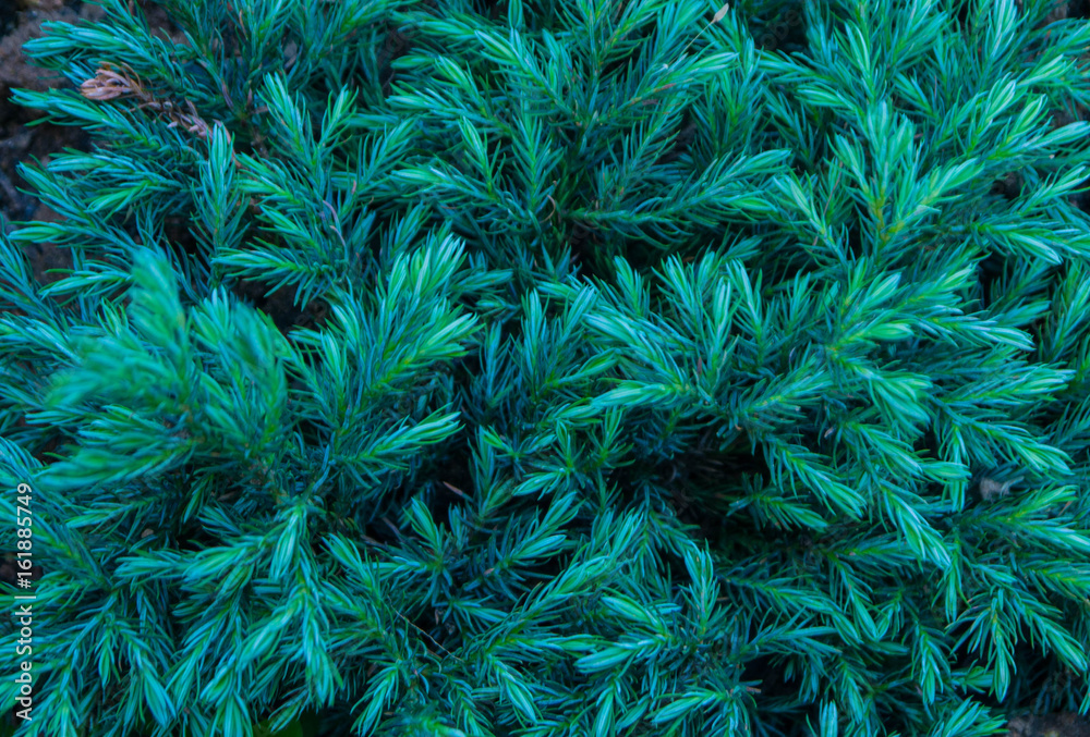 The picture of green forest foliage The picture of green forest foliage