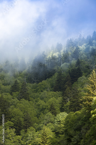 Mist in the Great Smoky Mountains of North Carolina