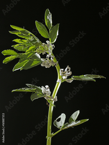 Ackerbohne Pflanze als Studioaufnahme photo