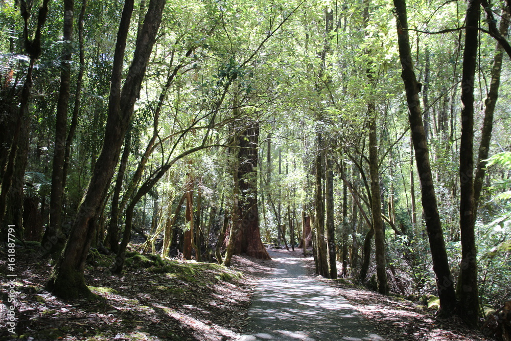 Obraz premium Wald auf Tasmanien