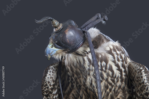 Beizvogel Falke mit Falkenhaube