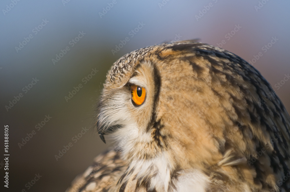 Fototapeta premium Indian Eagle owl (Bubo bubo)
