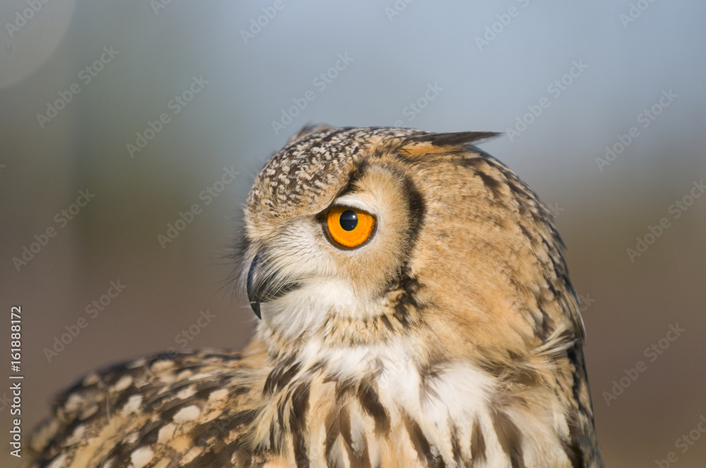Indian Eagle owl (Bubo bubo)