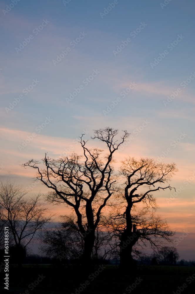 Trees in hedgerow in winter at dawn
