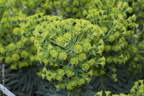 Euphorbia  characias subsp. Wulfenii photo