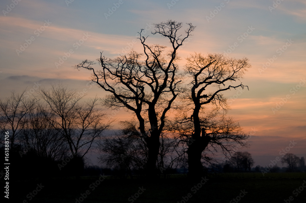 Trees in hedgerow in winter at dawn