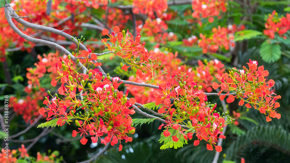 Red flowers on a flowering tropical tree