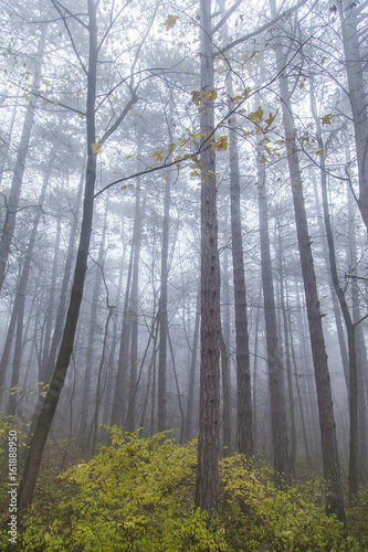 forest on misty morning 