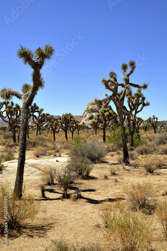 joshua tree national park