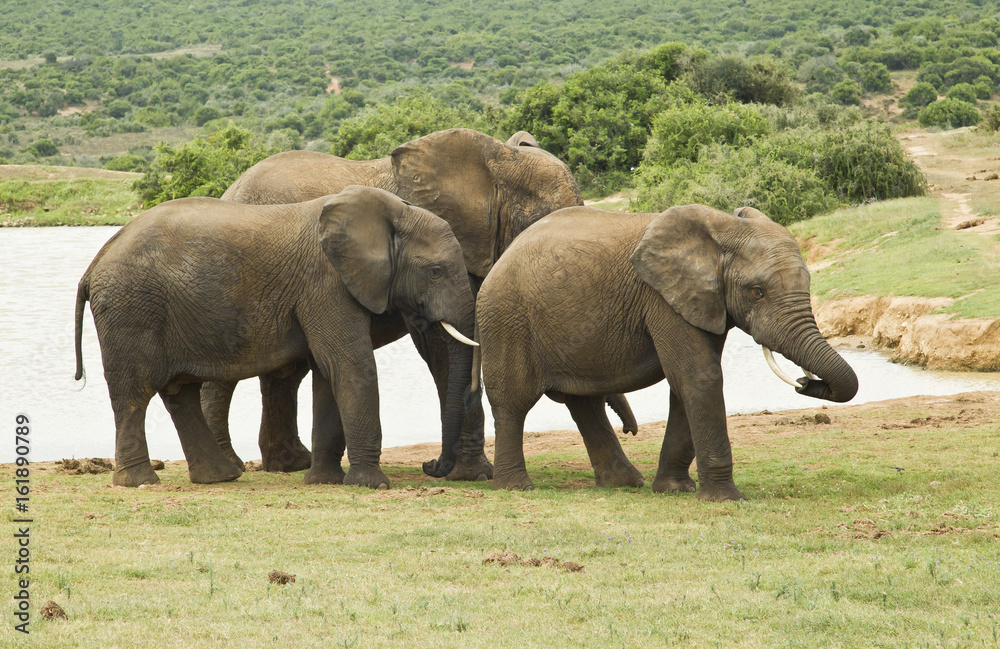 Family of elephants standing at a water hole