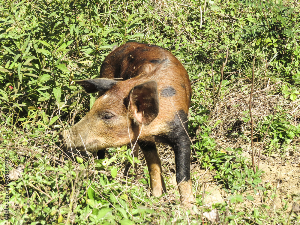 driving from trinidad to Santa Clara we meet some Brown pigs eating in the bushes in the country. Cuba driving from trinidad to Santa Clara we meet some Brown pigs eating in the bushes in the country. Cuba