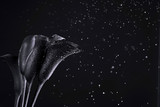 Black callas with raindrops elegant dark flower background