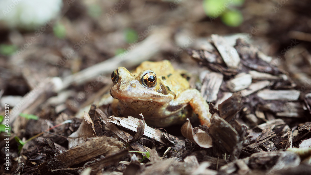 Obraz premium Frosch