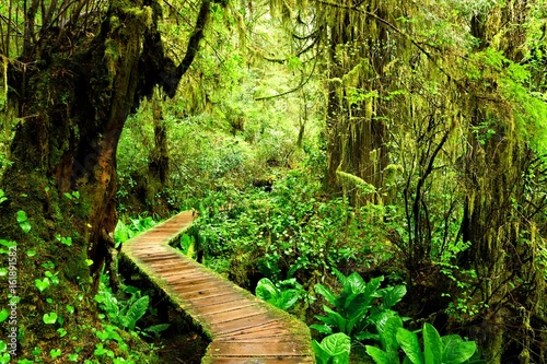 Boardwalk trail through the mossy rainforests of Pacific Rim National Park, Vancouver Island, BC, Canada