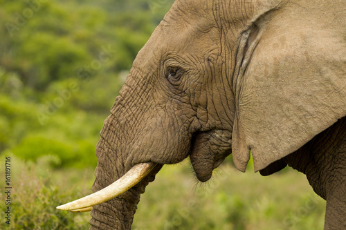 Photography Portrait of an African elephant