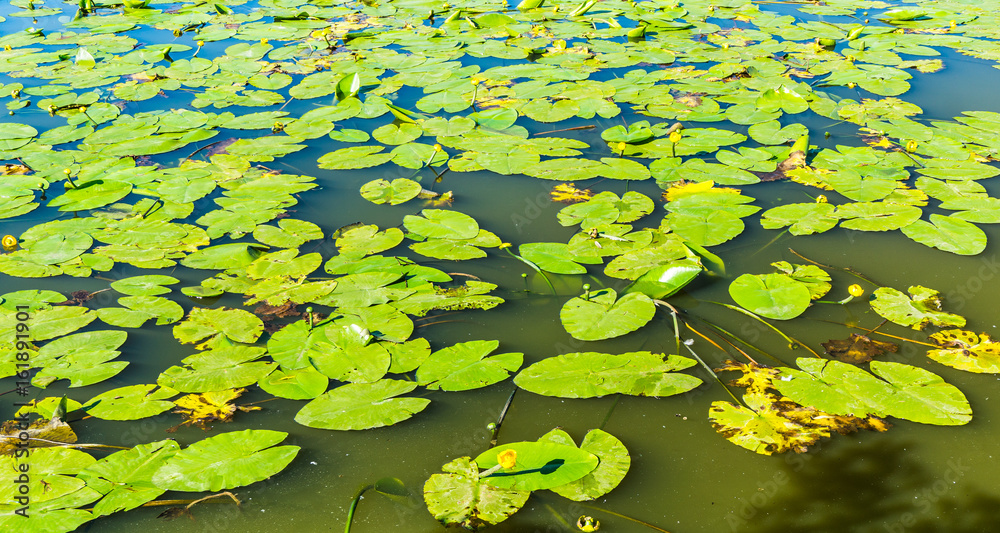 water lilies in a lake water lilies in a lake