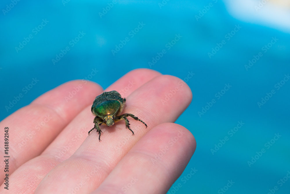 Macro of bug on human hand. Macro of bug on human hand.