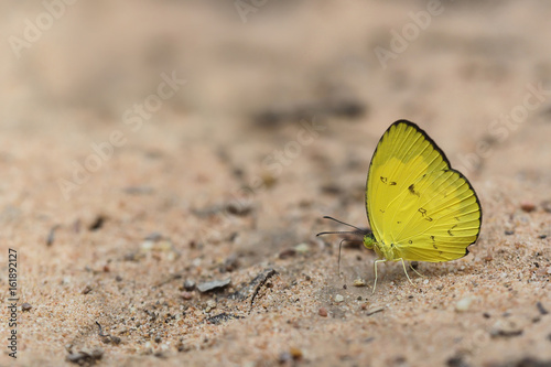 Eurema smilax, small grass yellow butterfly on brown soil, copy space