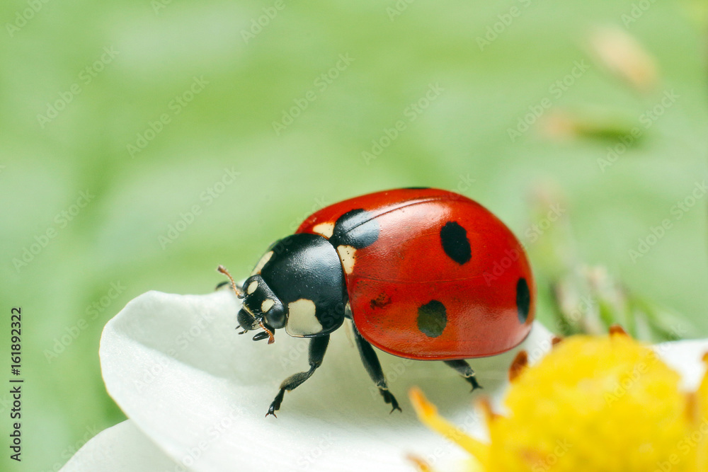Fototapeta premium Ladybug 