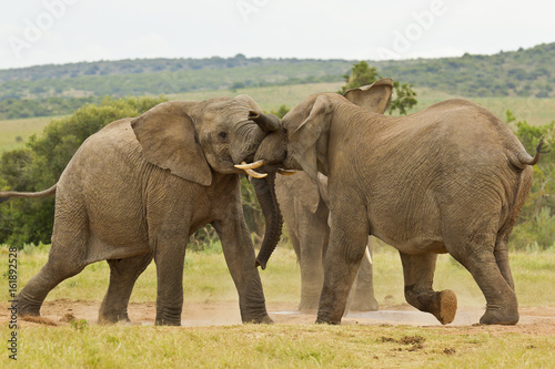 Two African elephants playing at a water hole