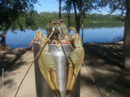 crayfish