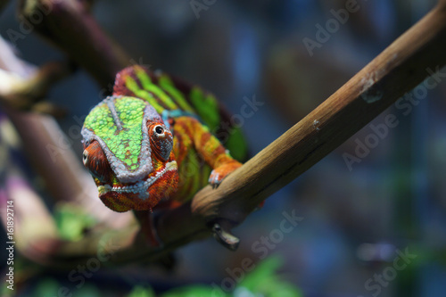 Portrait of a panther chameleon of beautiful color