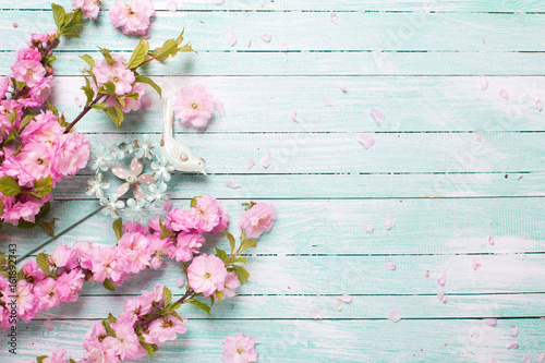  Pink almond flowers on turquoise wooden background.