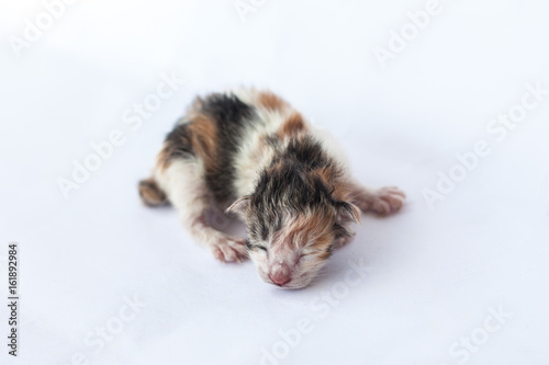 Fototapeta Naklejka Na Ścianę i Meble -  Isolate baby cat are sleeping, cat sleep on the white background 