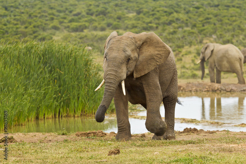 Canvas Print Young African elephant walking away from a water hole